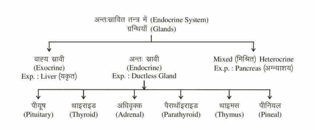 What are endocrine system | endocrine system