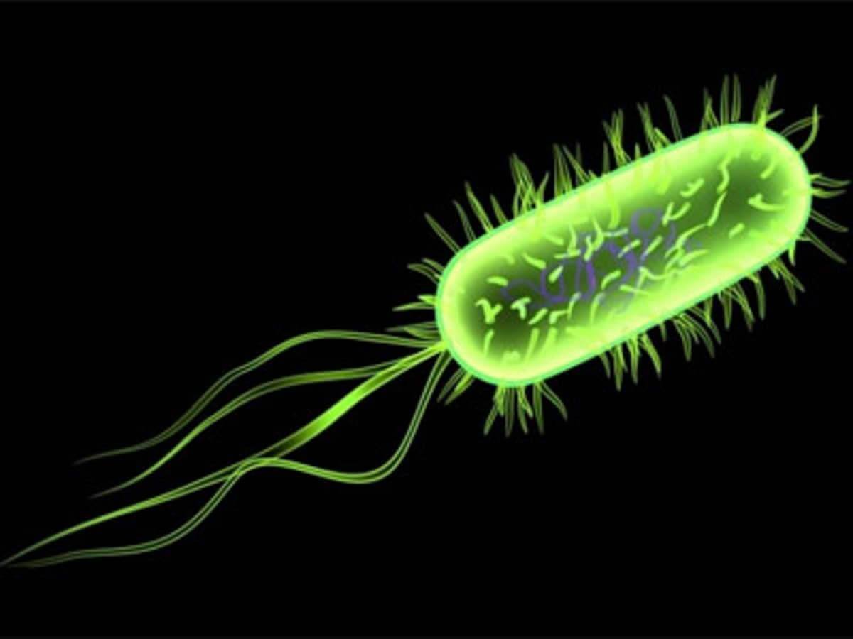 Structure Of Bacteria Cells - जीवाणु