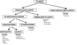 The Classification Of Plants