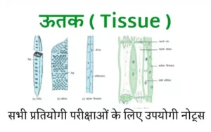 ऊतक किसे कहते हैं | ऊतक क्या है | ऊतक के प्रकार