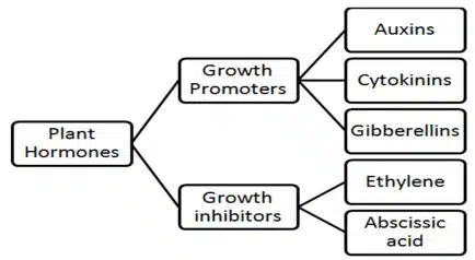 what are plant hormones