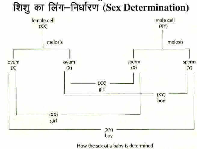 Female Reproductive System